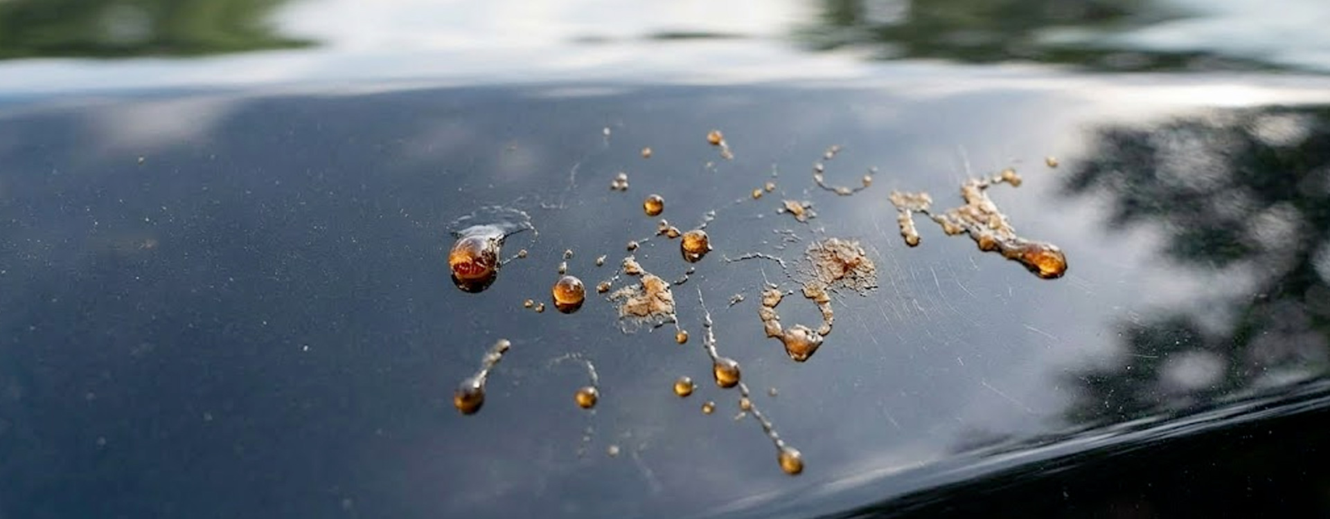 Gouttes de sève durcie sur le capot noir d'une voiture